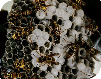 Wasp nest