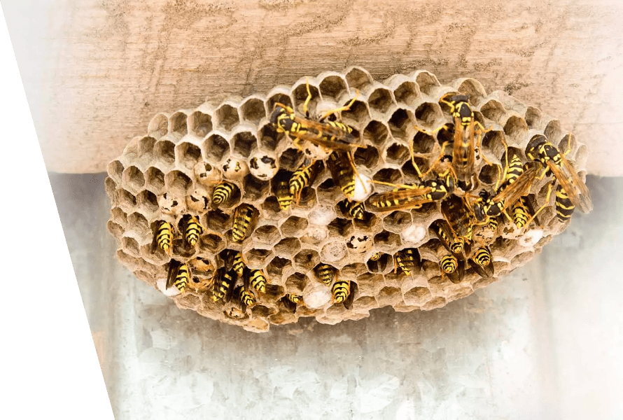 Extermination for wasps