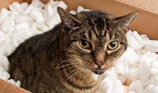 a cat in a cardboard box