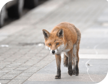 Fox walking on a street