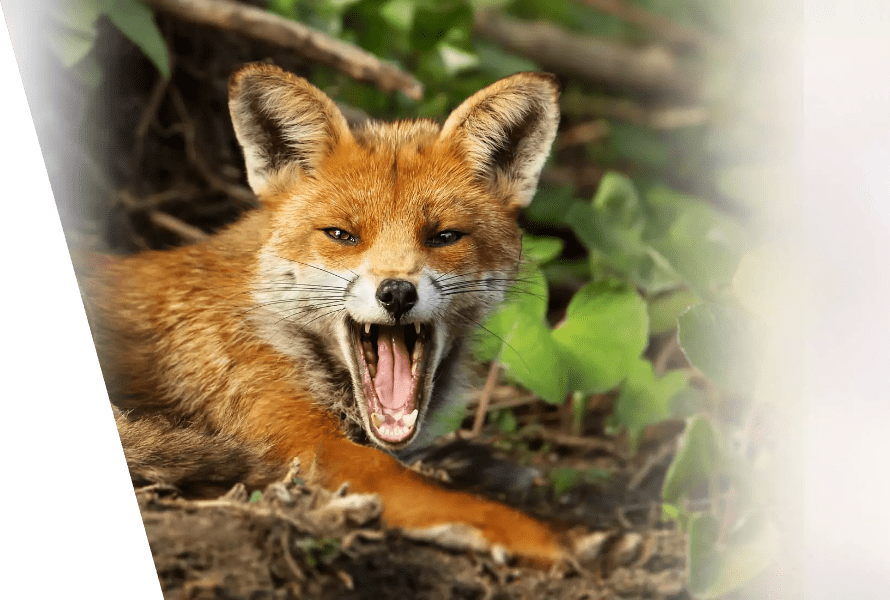 Fox control service