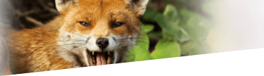 Fox control service