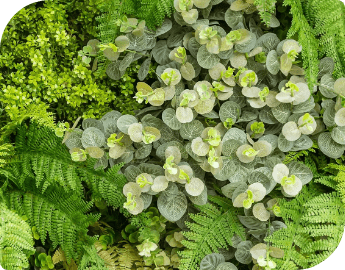 Picture of living wall system