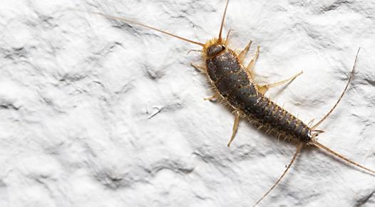 Pest Control for Silverfish in London | Certified Pest Exterminators