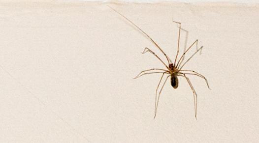 A house spider on the wall