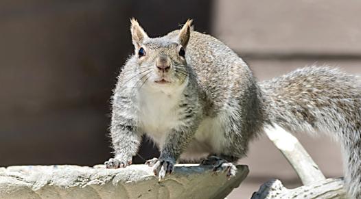 Squirrels thumb &nbsp;Squirrel Control
