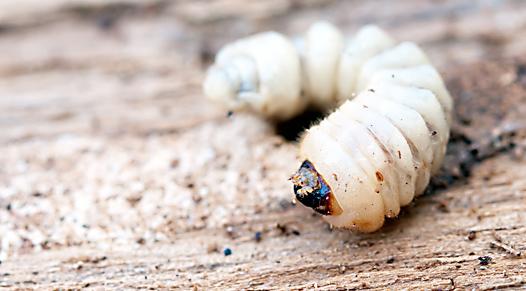 Woodworms thumb Woodworm Treatment
