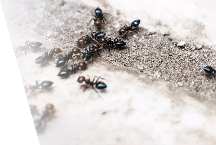 Ant eradication service