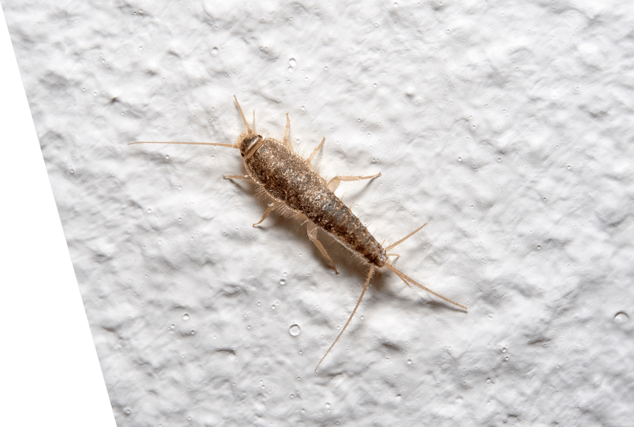 Silverfish in your home