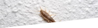 Silverfish in your home