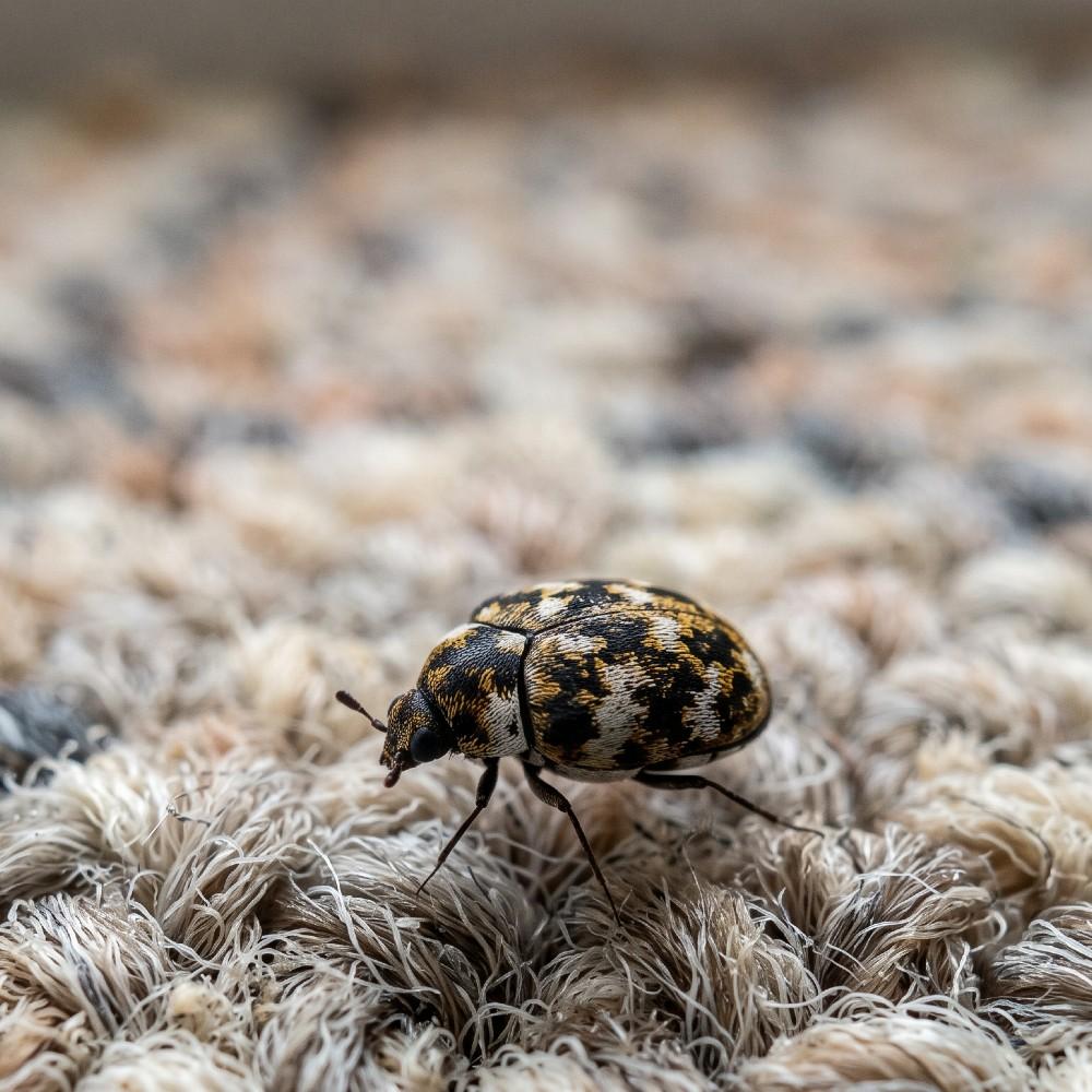carpet beetle pest control london