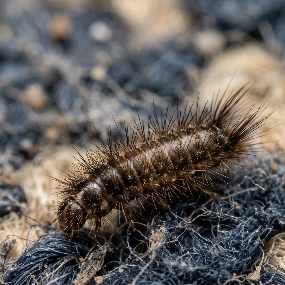 Carpet beetle larvae – woolly bears