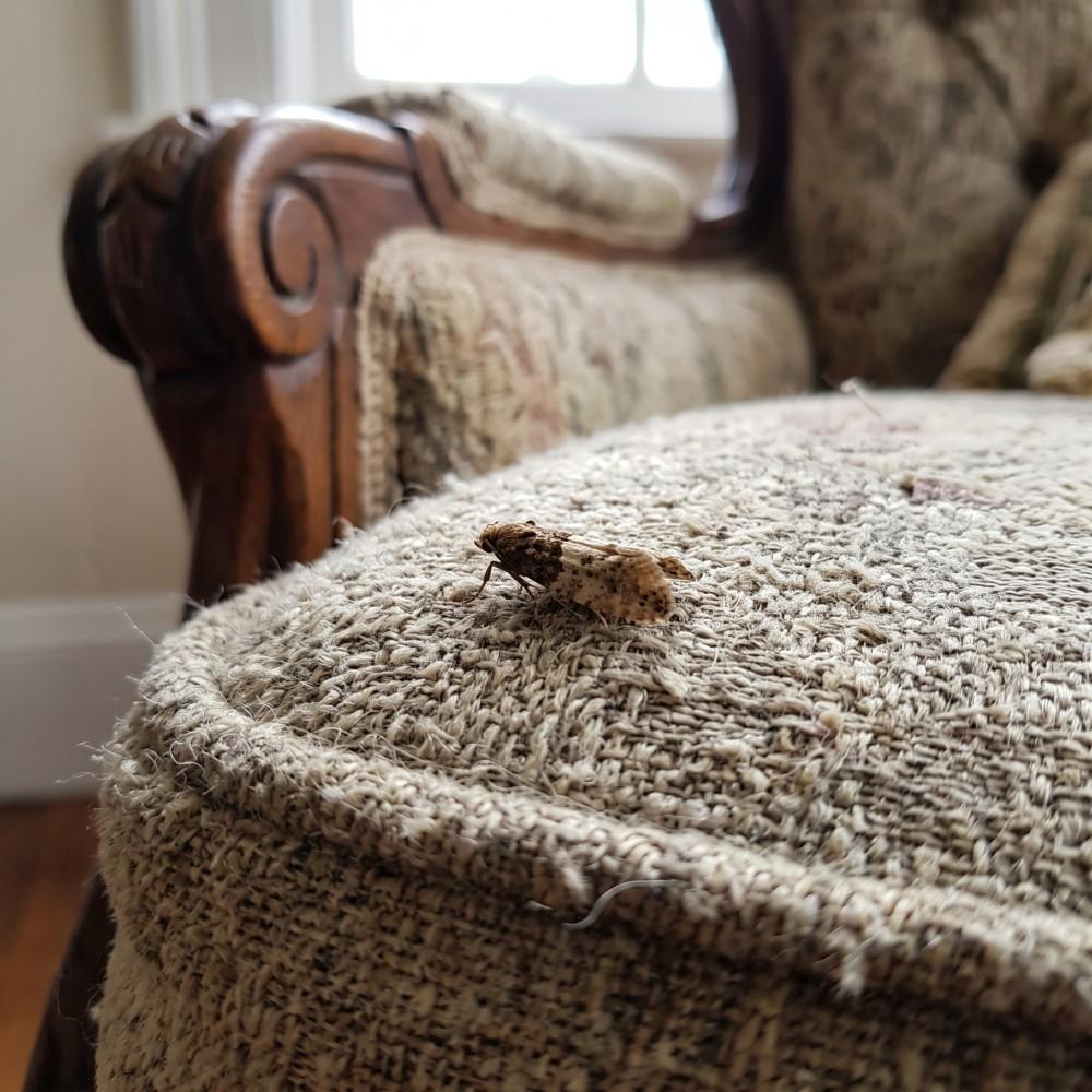 carpet moth treatment london