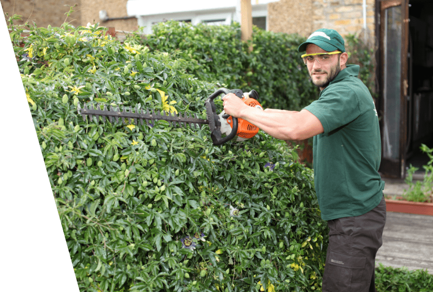 Professional hedge trimming and pruning