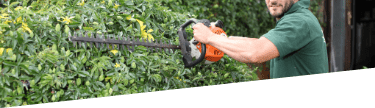 Professional hedge trimming and pruning