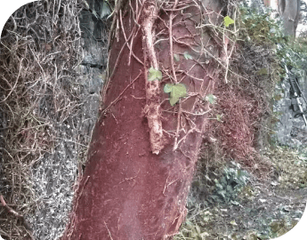 A red tree trunk with ivy on it