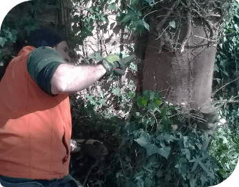 Professional gardener cutting ivy from a tree.