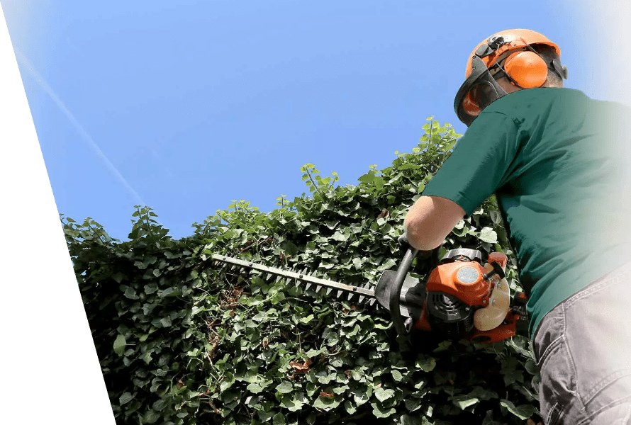 Professional ivy trimming and removal