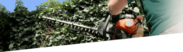 Professional ivy trimming and removal