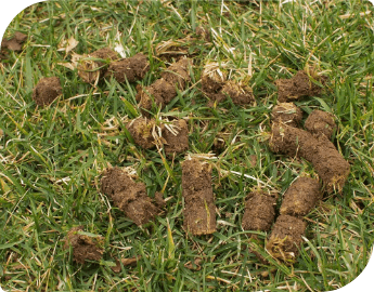 Lawn aeration