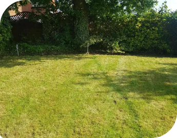 A green lawn with trees around it