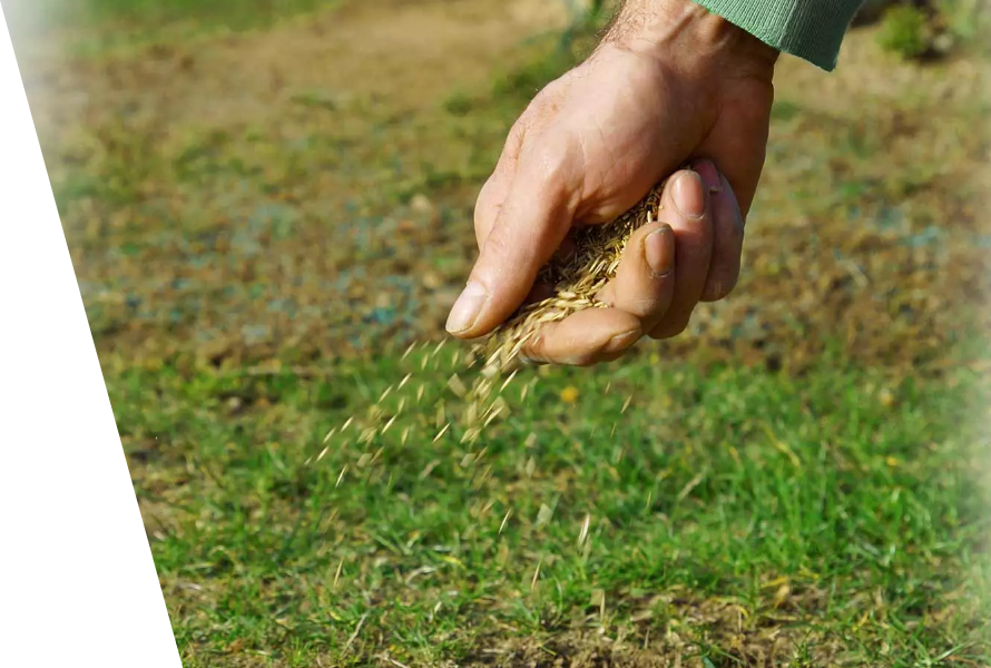 Lawn top-dressing and re-seeding services