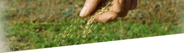 Lawn top-dressing and re-seeding services