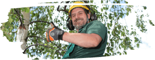 Certified Tree Surgeons in Kensal Green Expert Tree Surgery