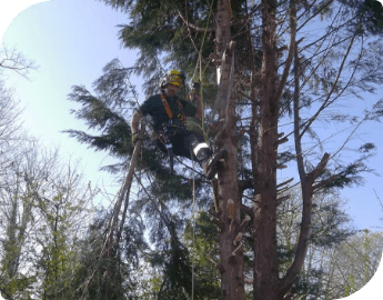 Tree pruning