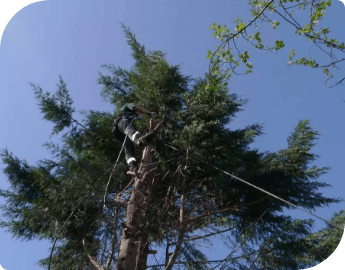 Picture of a professional trimming a tall tree.