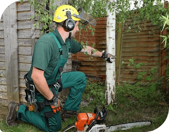 Tree removal London