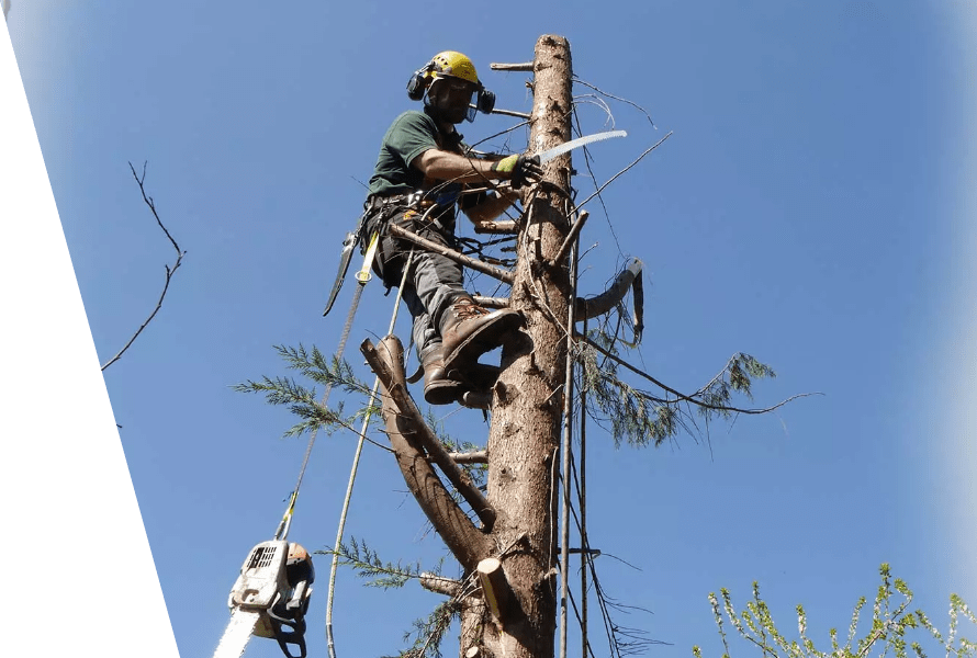 Tree felling and removal in London