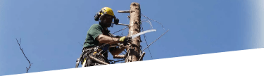 Tree felling and removal in London