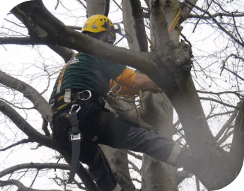 A tree surgeon in safety gear while pruning a tree.