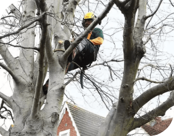 Picture of a tree surgeon during tree pruning service