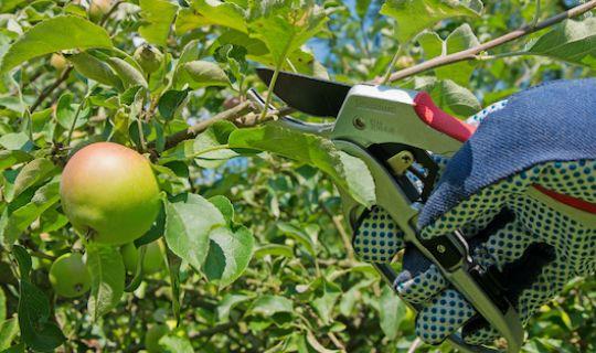 pruning an apple tree