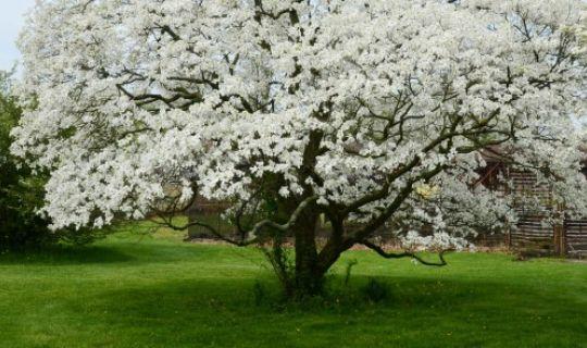 dogwood tree pruning