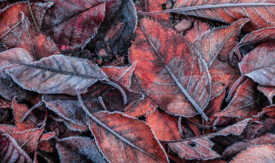 fallen hedge leaves