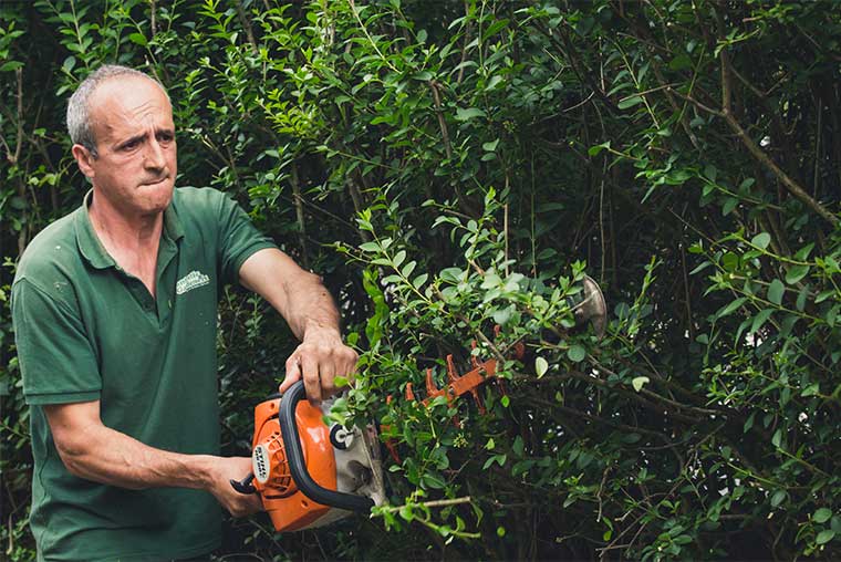 gardener trimming a hedge in London Conifer and Leylandii Removal
