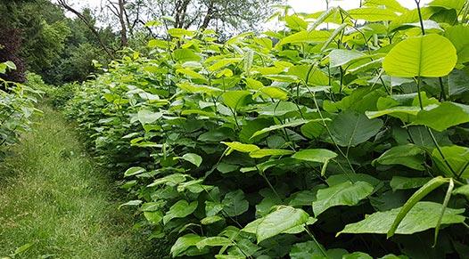 Guaranteed Japanese Knotweed Removal Service Fantastic Services
