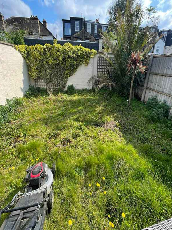 Overgrown lawn before grass cutting service in London