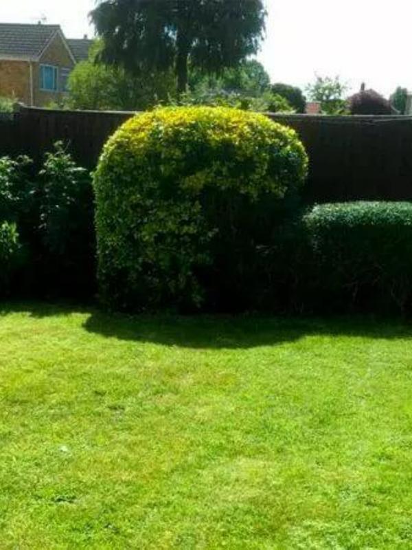 Crisp, well-defined lawn edges after grass cutting