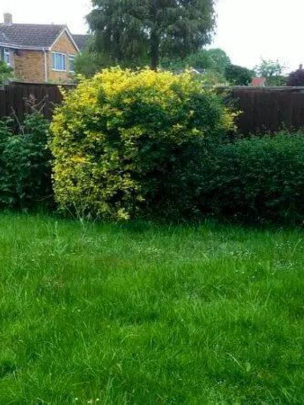 Lawn with overgrown edges before trimming