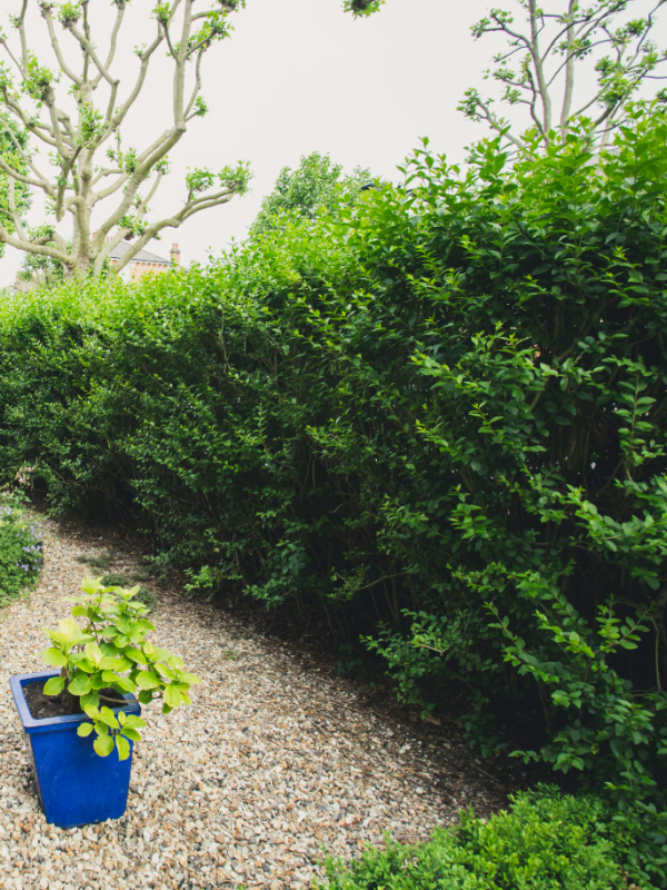 Dense, uneven shrubs needing expert hedge trimming