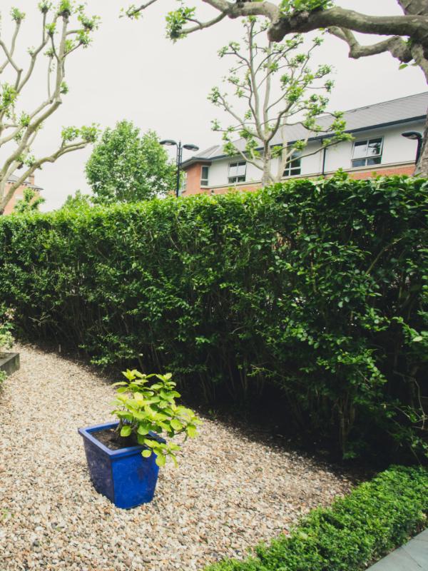 Freshly cut hedge in residential front garden