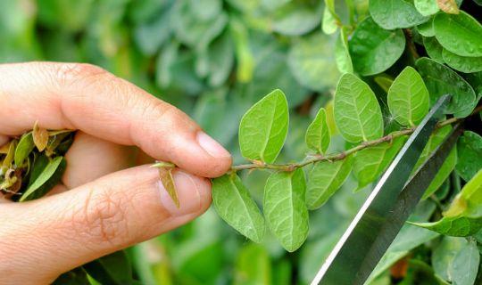 a gardening using cutting tools to prune a hedge