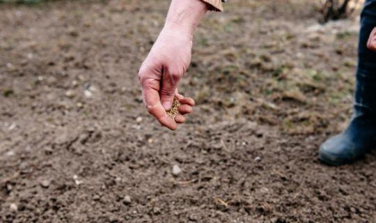 a man's hand sowing grass seeds