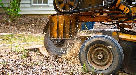 professional machine grinding a stump