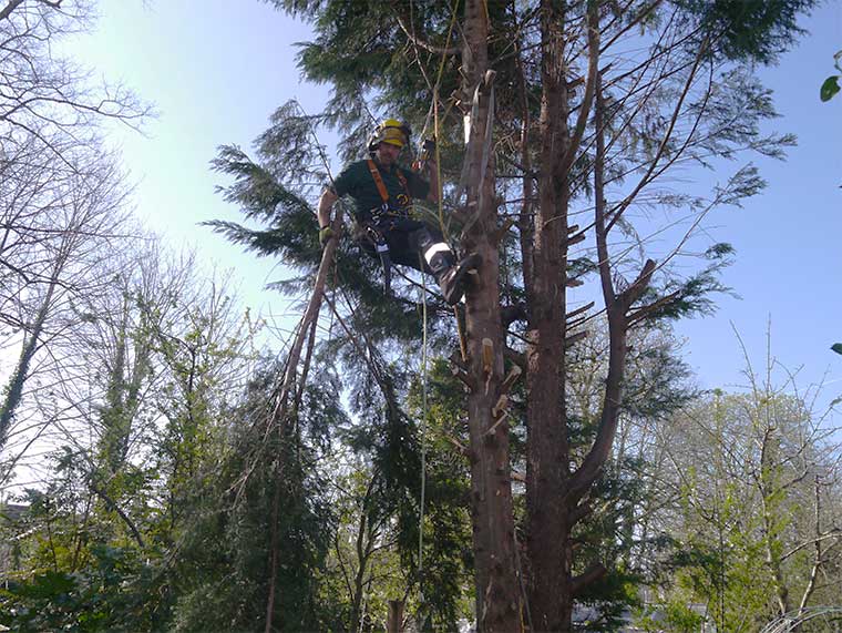 tree cutting