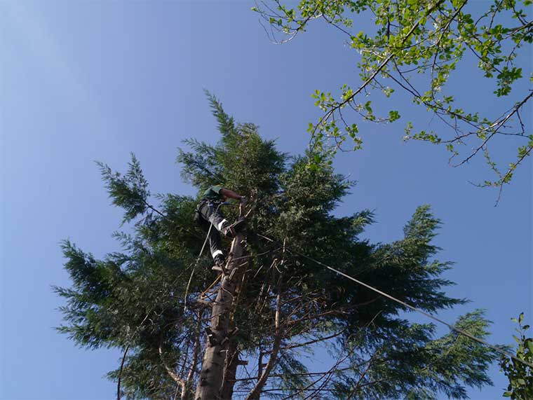 cutting down a tree